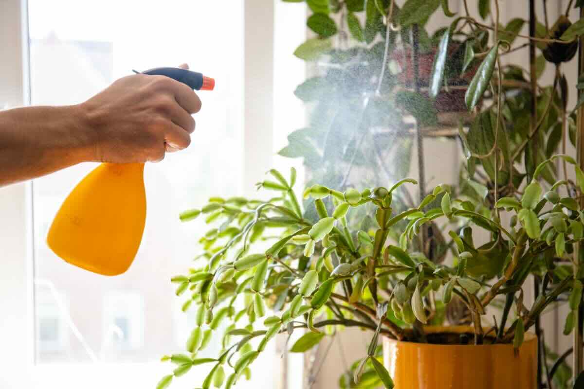 Spruzzare soluzione su pianta con contenitore spray giallo