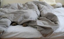 zampe animale letto