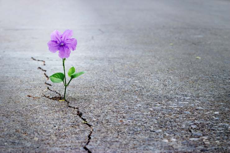 fiore che rinasce dal cemento